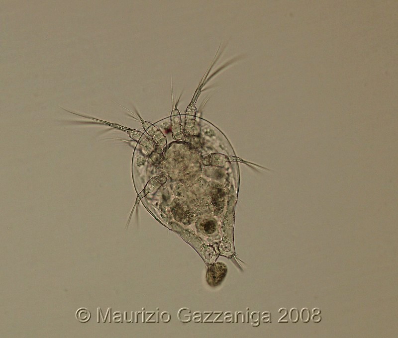 Nauplio di copepode